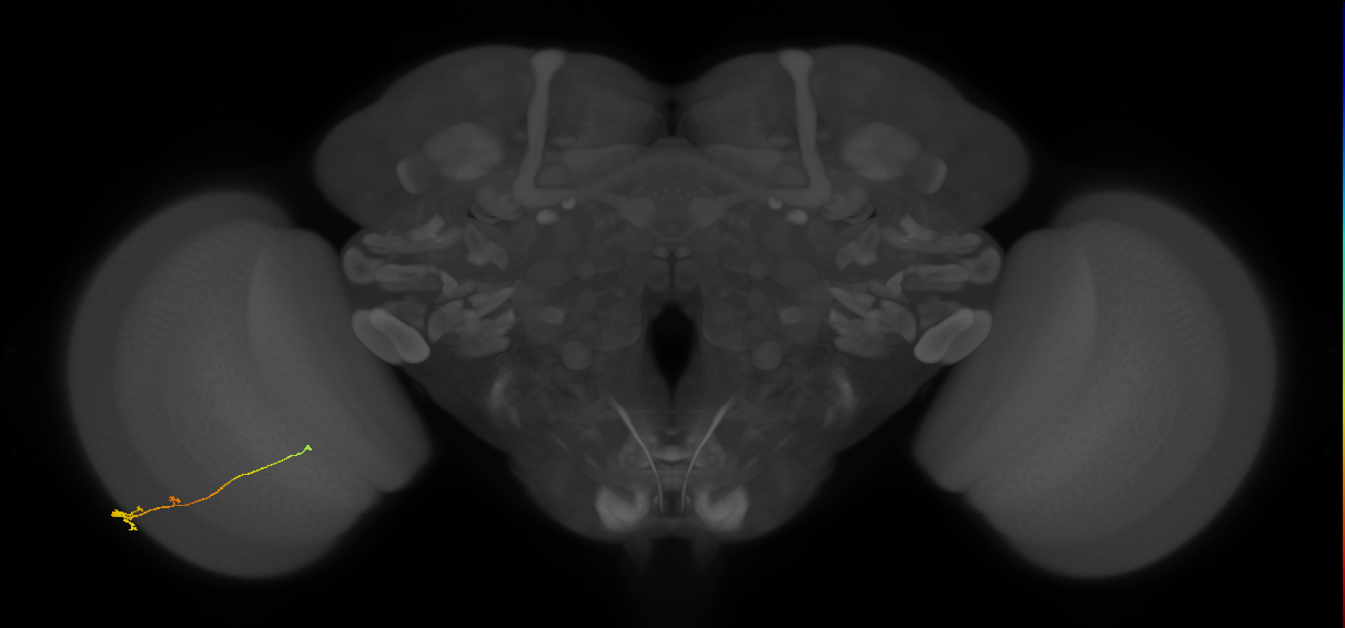Tm2_L (MaleCNS:163172)