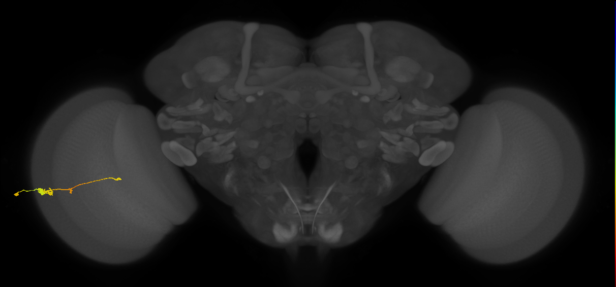 Tm2_L (MaleCNS:31954)