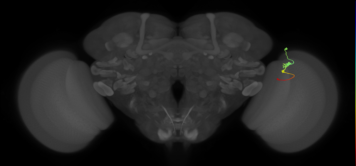 Tm2_R (MaleCNS:57326)