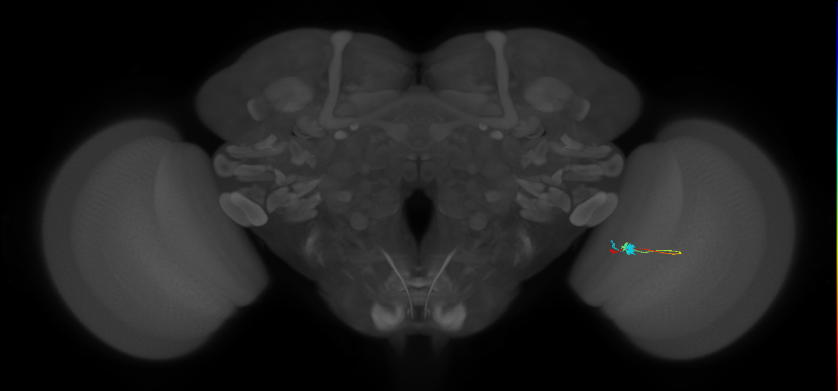 Tm2_R (MaleCNS:76456)