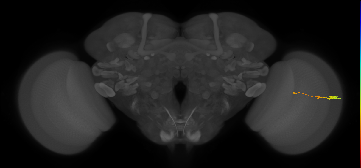 Tm2_R (MaleCNS:82891)