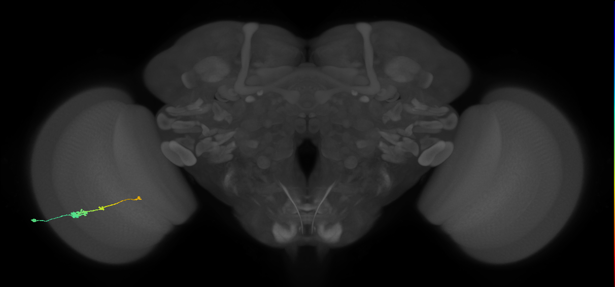 Tm2_L (MaleCNS:47981)