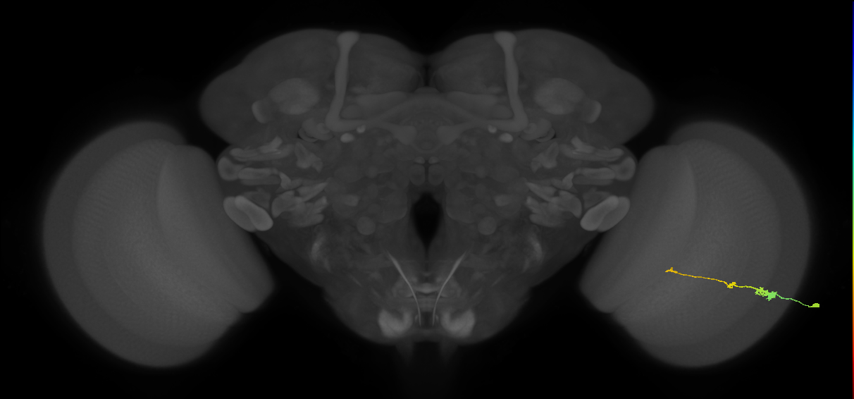 Tm2_R (MaleCNS:65070)