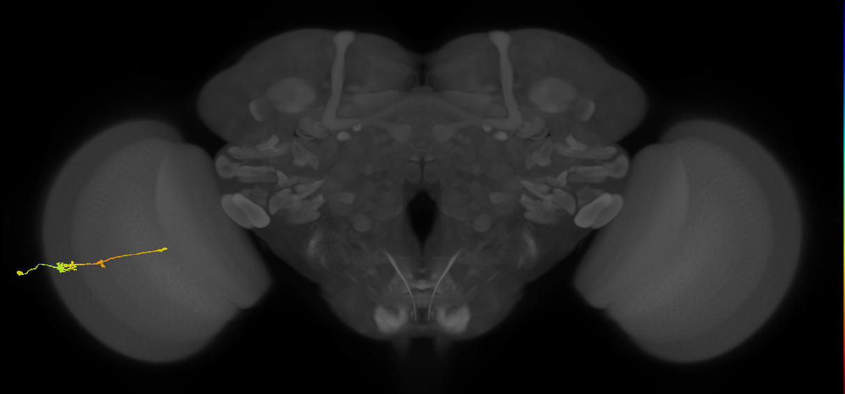 Tm2_L (MaleCNS:54972)
