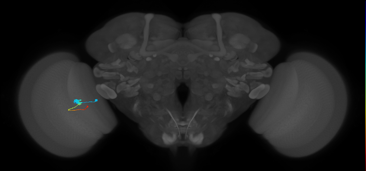 Tm2_L (MaleCNS:56163)