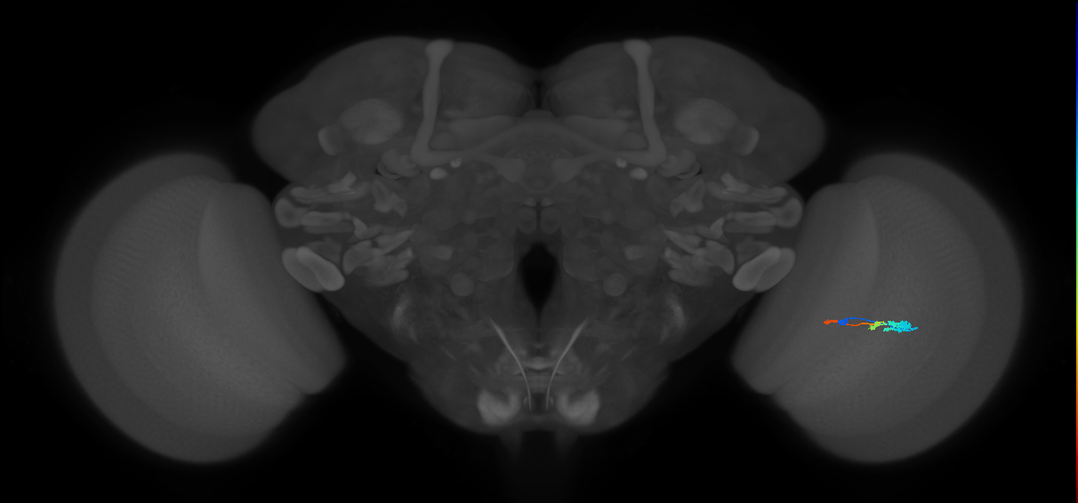 Tm2_R (MaleCNS:52057)