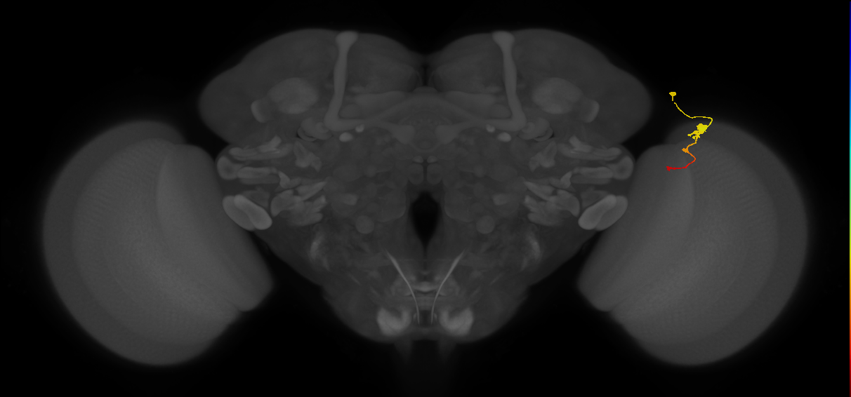Tm2_R (MaleCNS:70172)