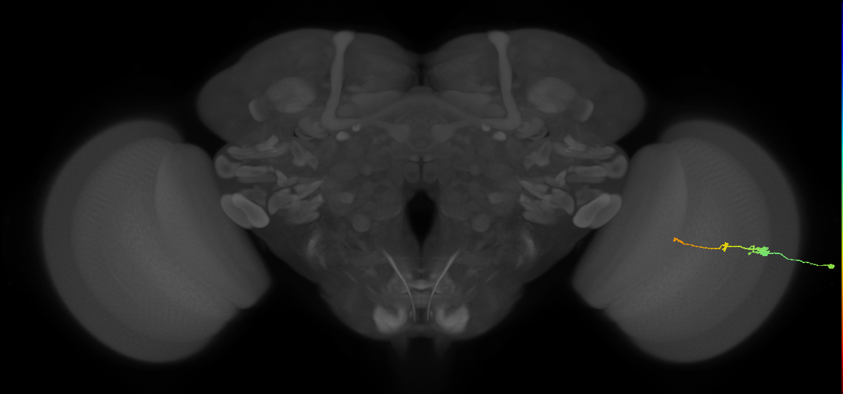 Tm2_R (MaleCNS:49273)
