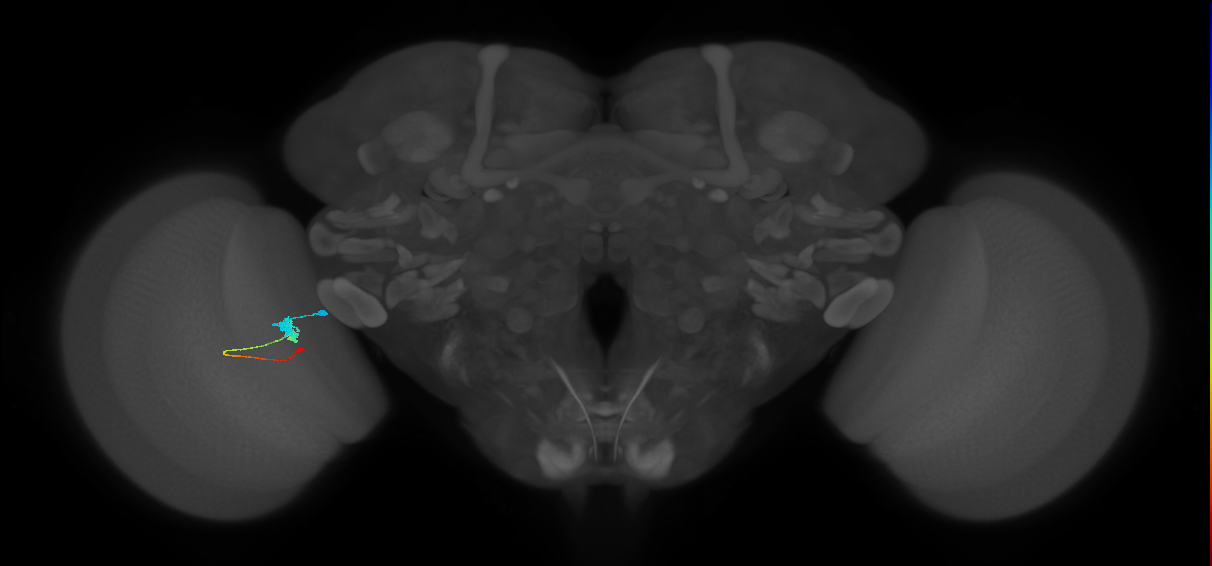 Tm2_L (MaleCNS:524823)