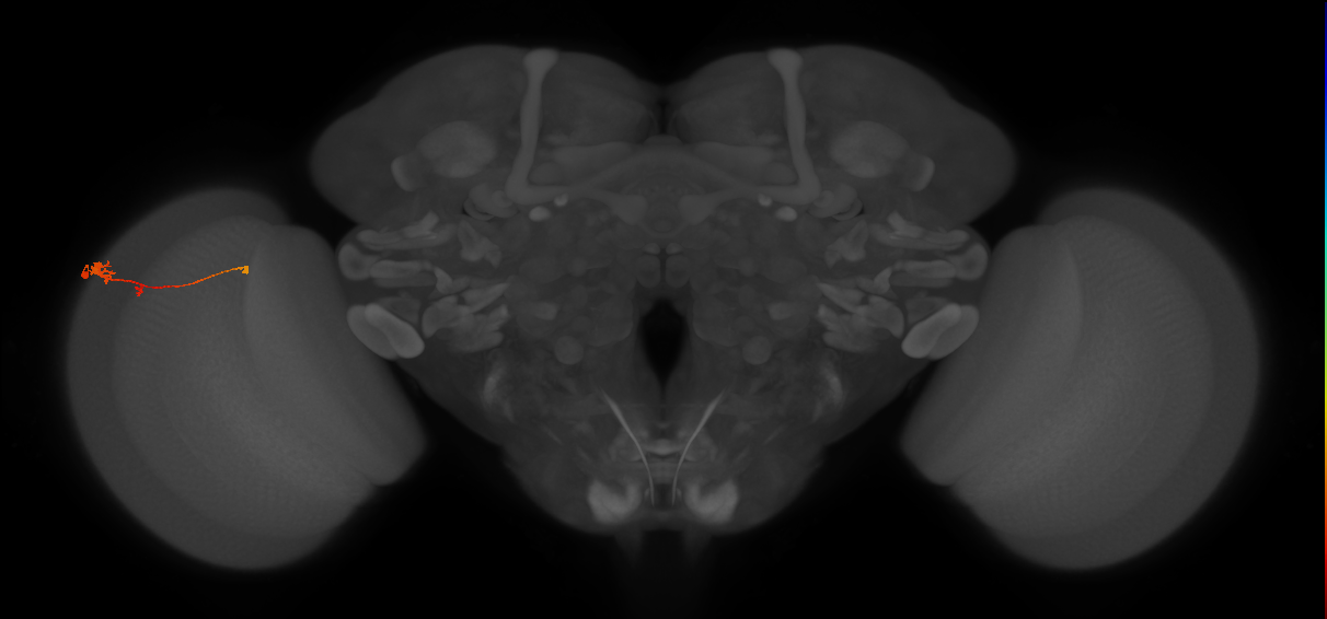 Tm2_L (MaleCNS:72585)