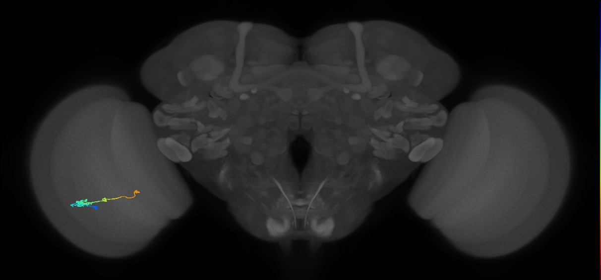 Tm2_L (MaleCNS:54704)