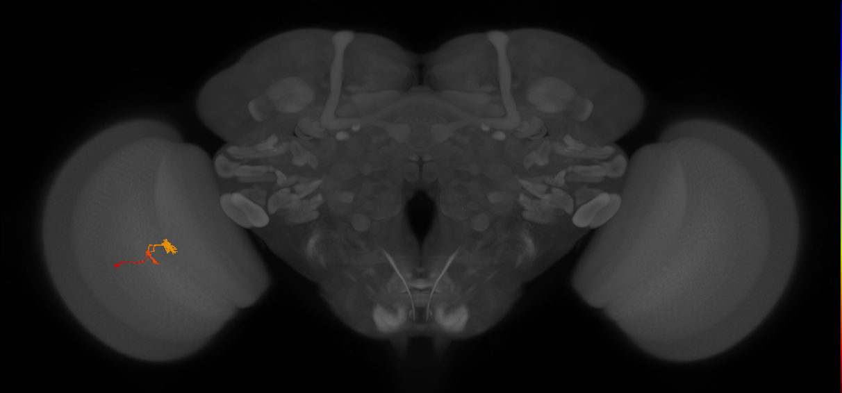 optic lobe intrinsic columnar neuron