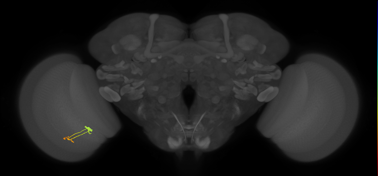 optic lobe intrinsic columnar neuron