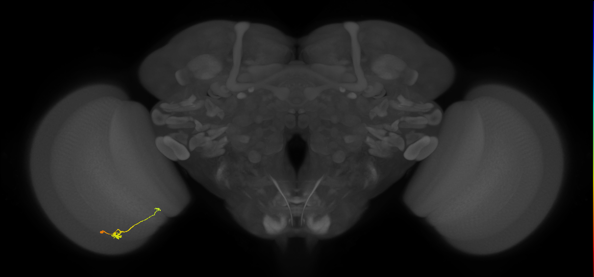 T3_L (MaleCNS:526596)