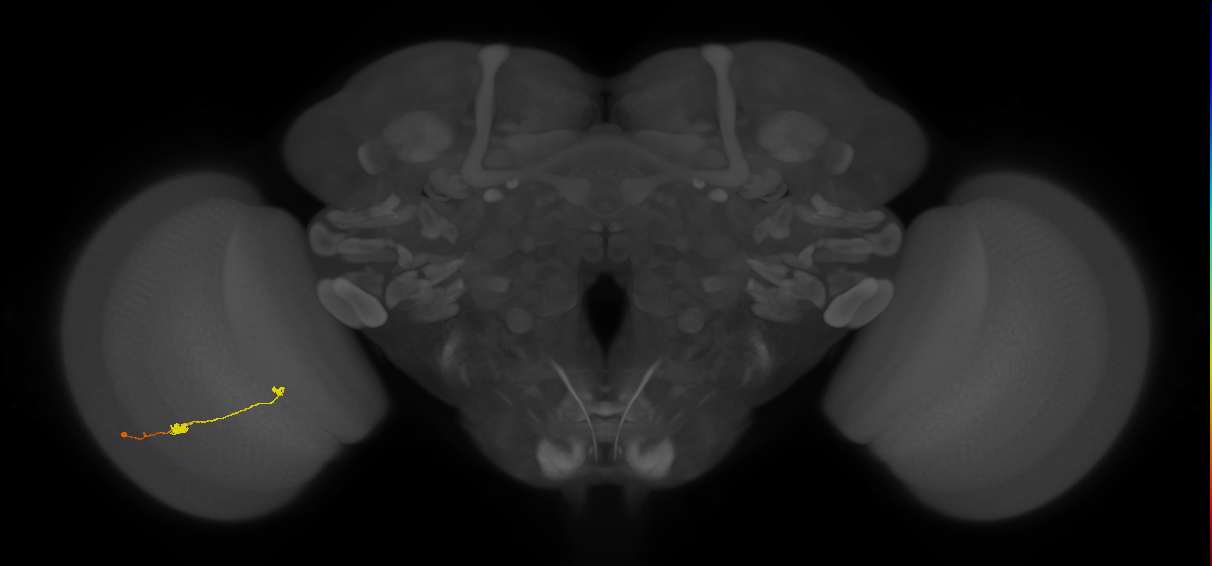 T3_L (MaleCNS:539224)
