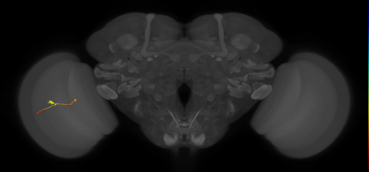 T3_L (MaleCNS:518711)