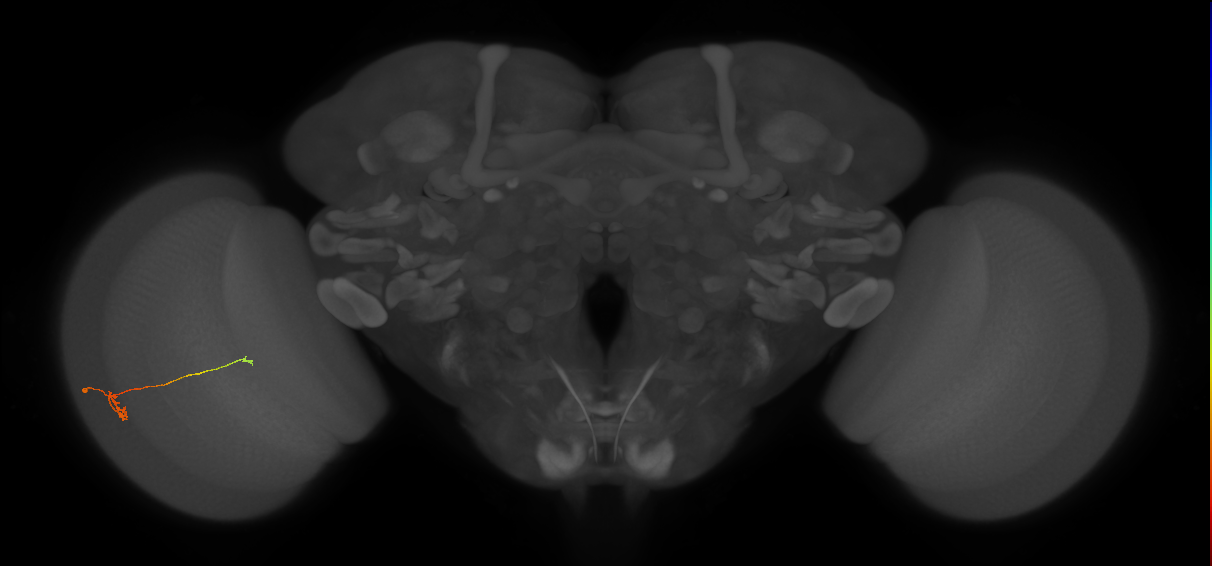 T3_L (MaleCNS:209619)