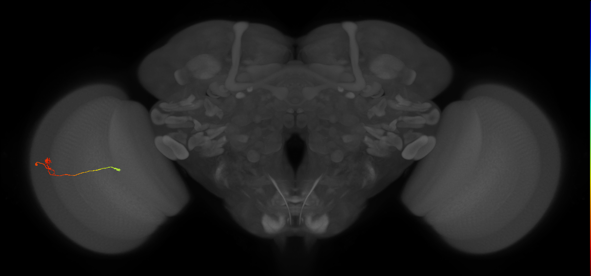 T3_L (MaleCNS:580504)