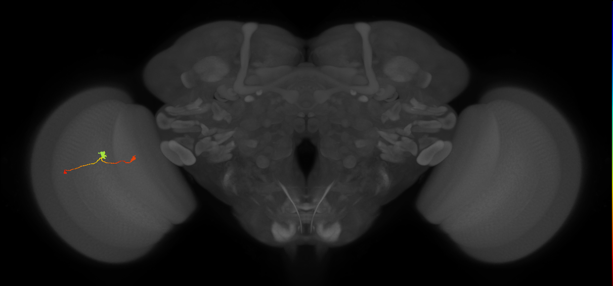 T3_L (MaleCNS:58177)