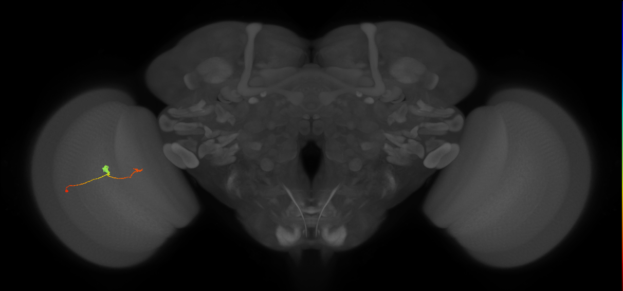T3_L (MaleCNS:539201)