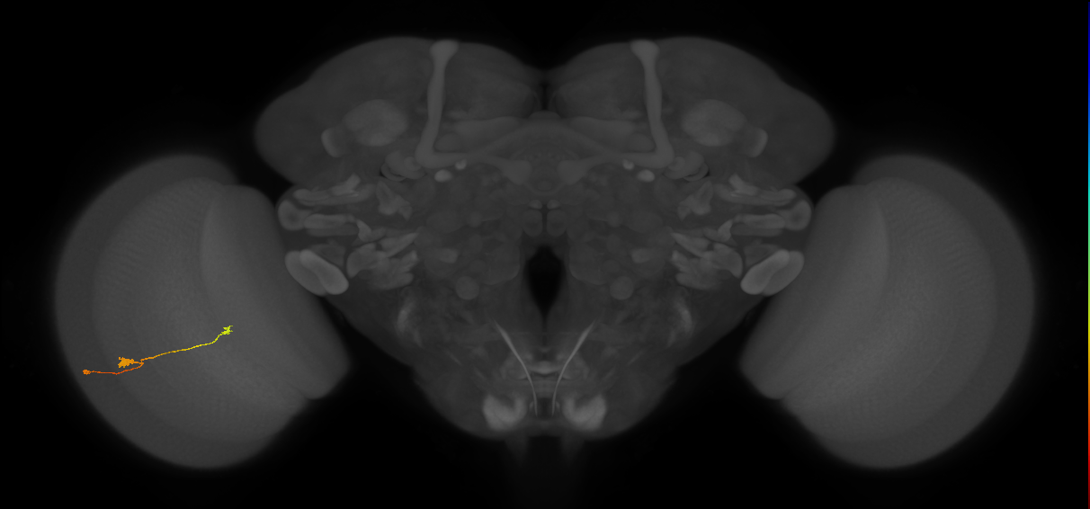 T3_L (MaleCNS:548626)