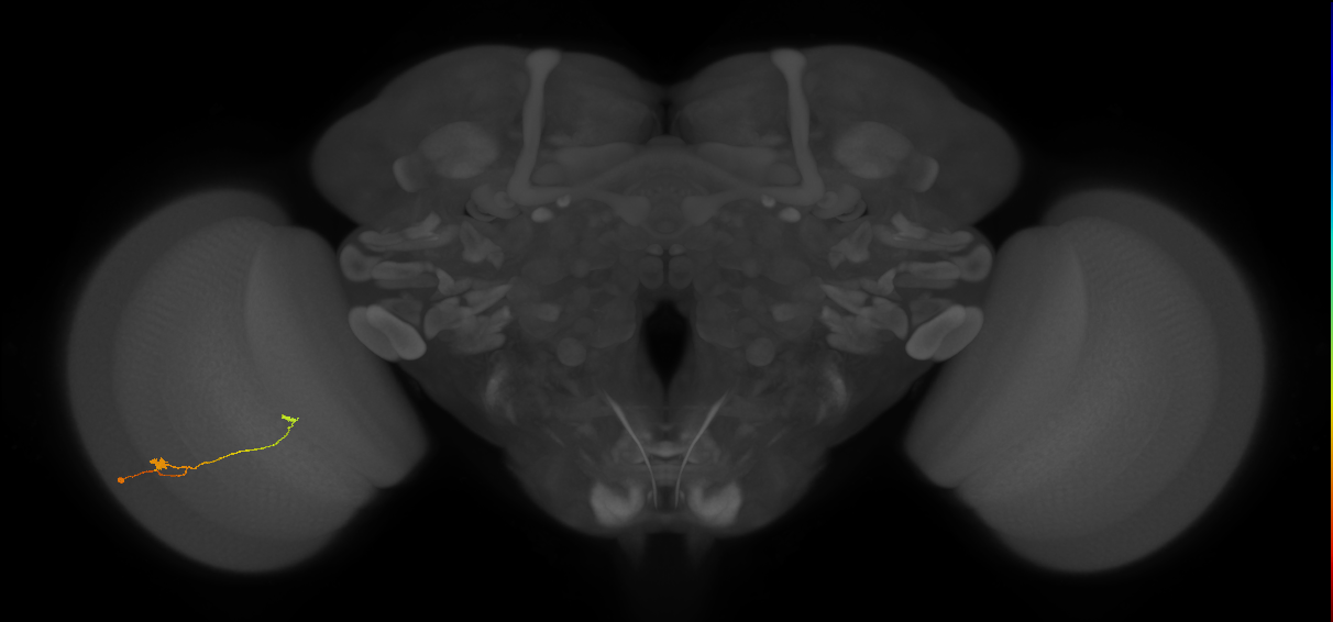 T3_L (MaleCNS:546810)