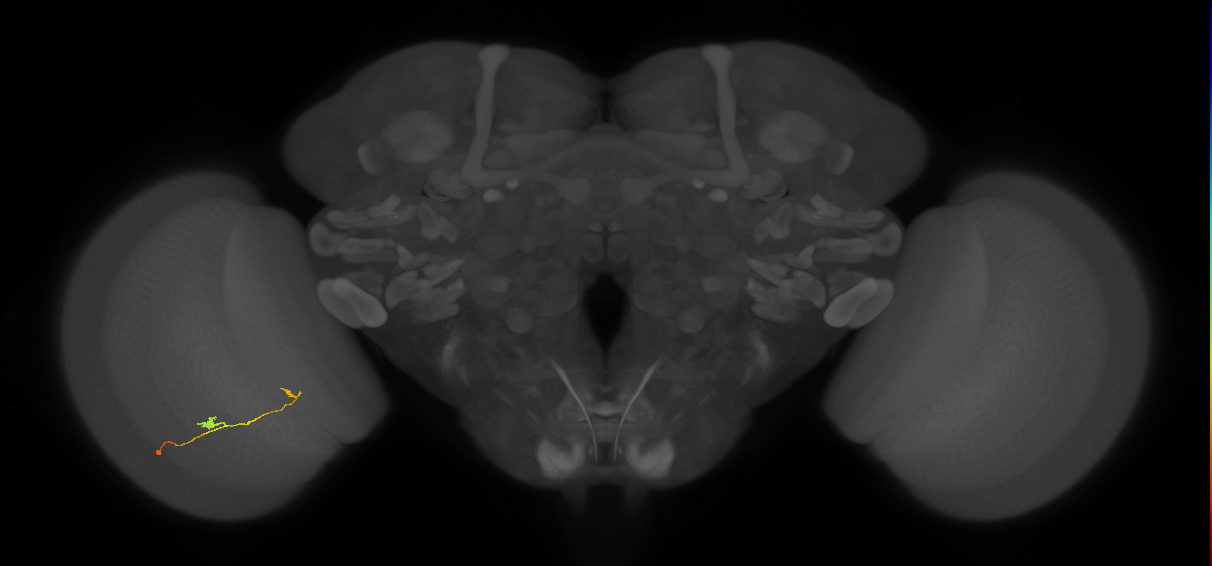 T3_L (MaleCNS:535161)