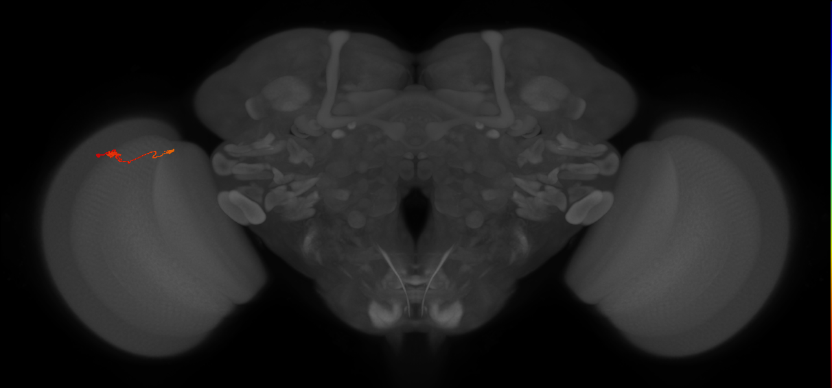 T3_L (MaleCNS:95040)