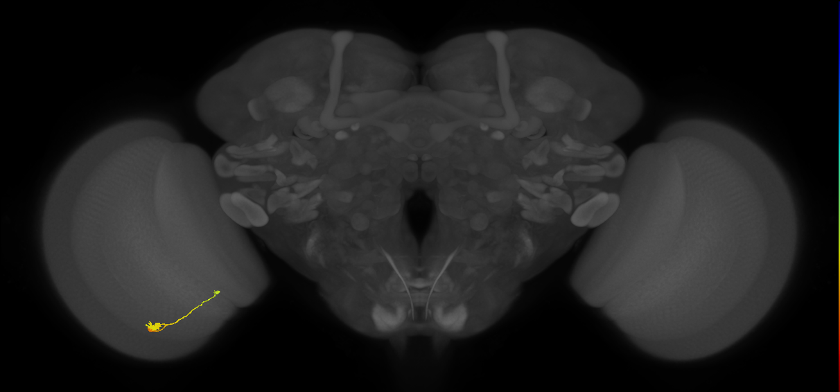 T3_L (MaleCNS:40151)
