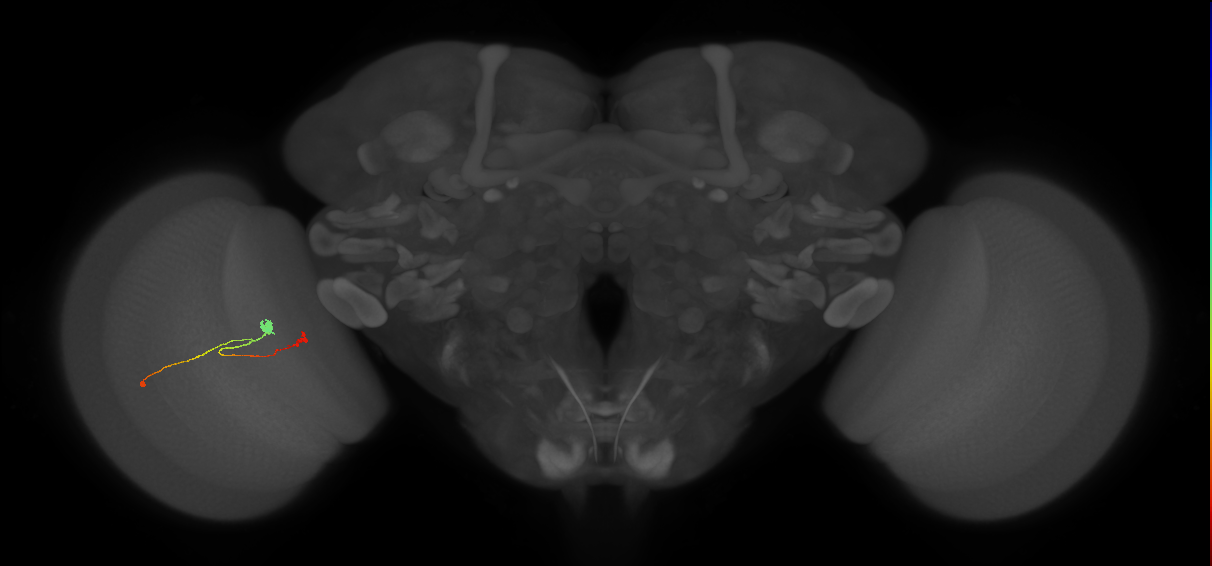 T3_L (MaleCNS:43739)