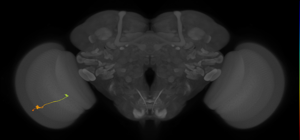 T3_L (MaleCNS:525381)