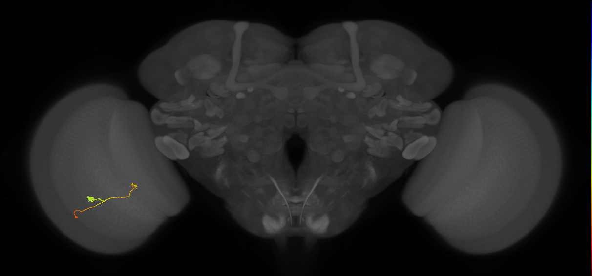 T3_L (MaleCNS:81241)