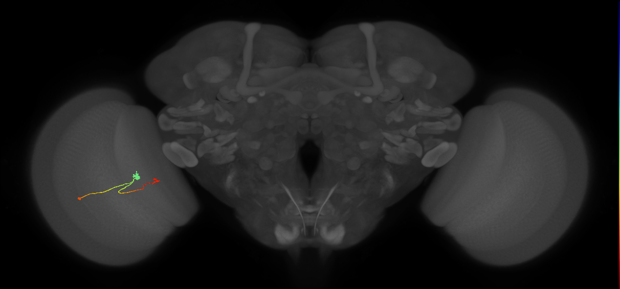 T3_L (MaleCNS:575851)