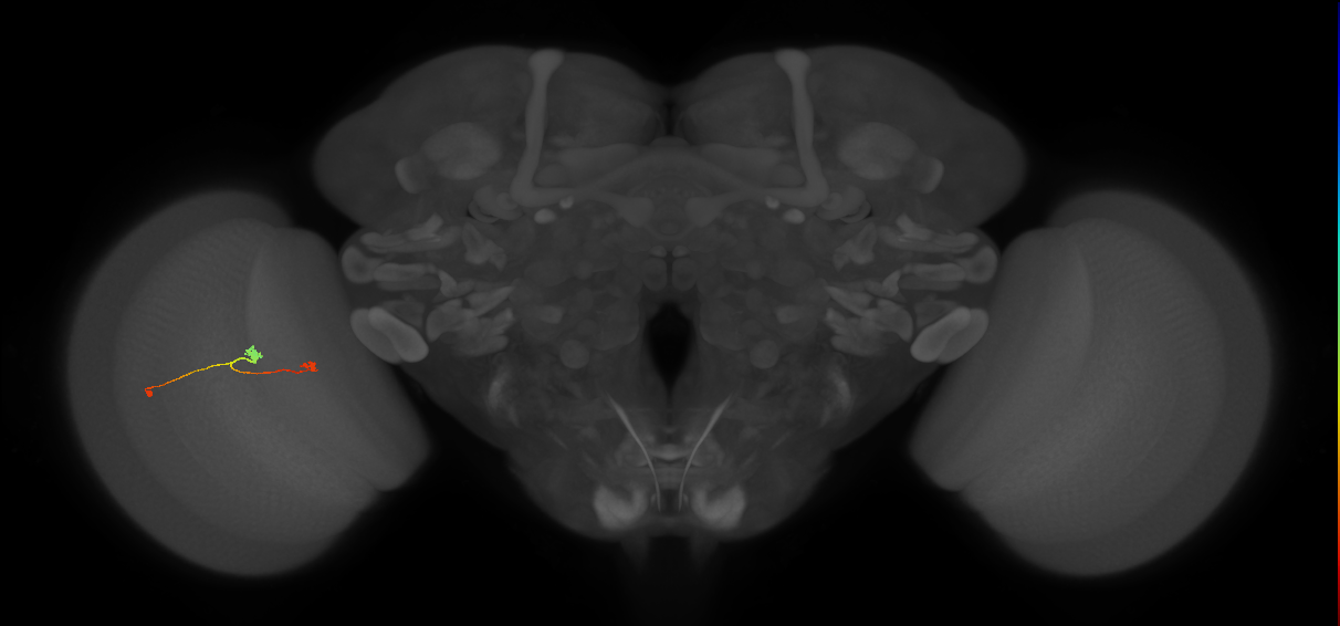 T3_L (MaleCNS:86708)