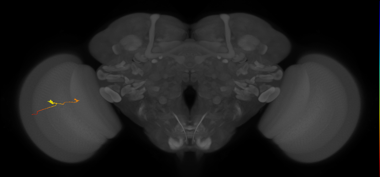 T3_L (MaleCNS:568902)