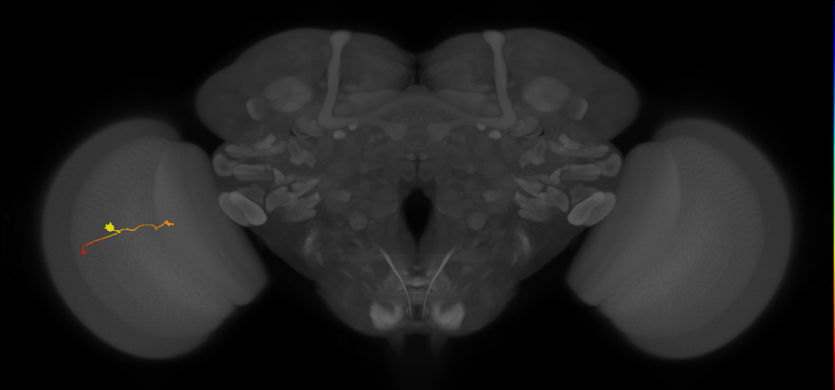 T3_L (MaleCNS:529551)