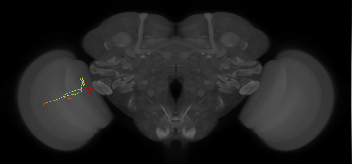 T3_L (MaleCNS:513333)