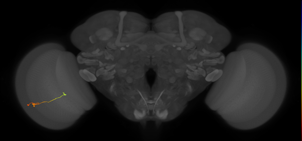 T3_L (MaleCNS:77468)