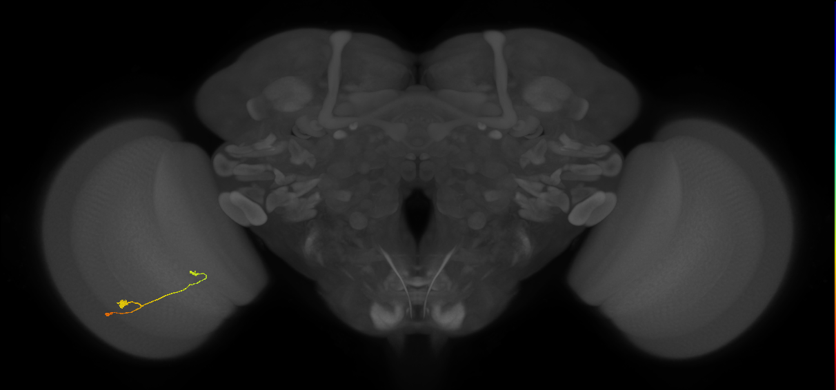 T3_L (MaleCNS:548587)
