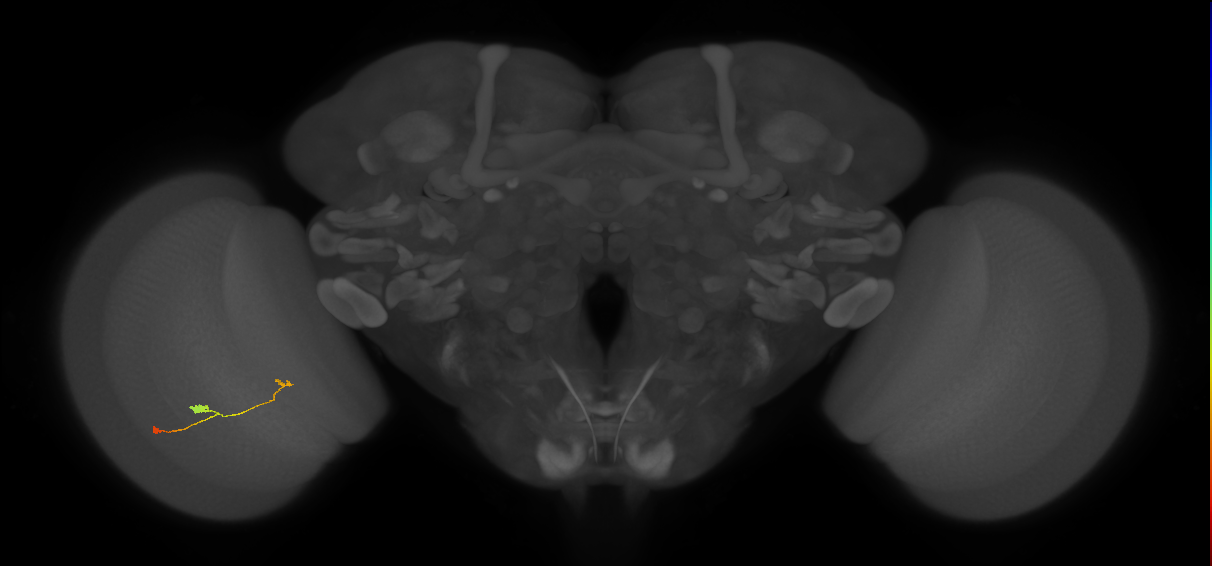 T3_L (MaleCNS:542248)