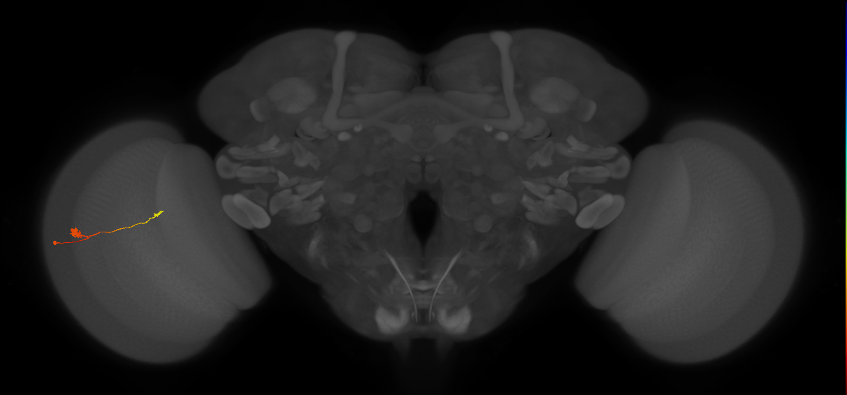 T3_L (MaleCNS:542408)