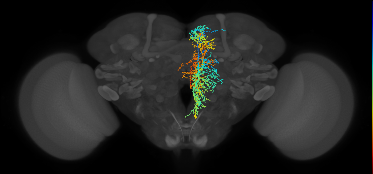 SMP544