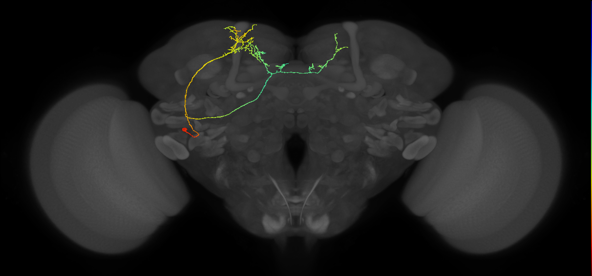 SMP565