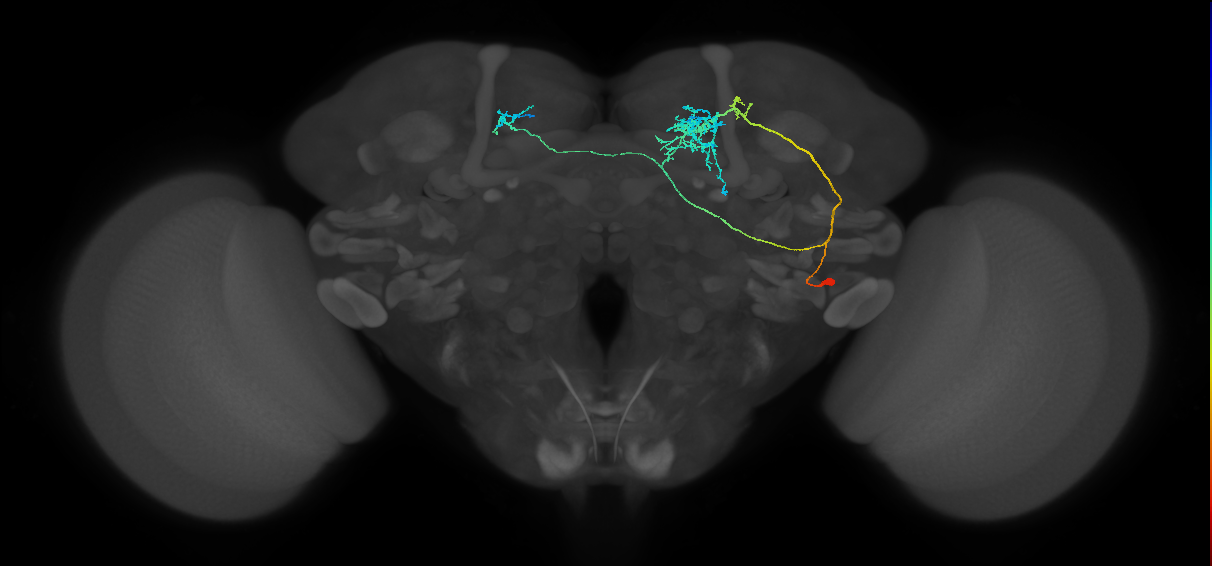 SMP568_a_R (MaleCNS:39368)