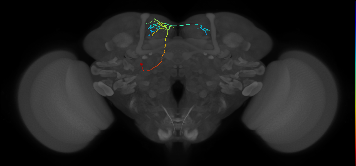 DPLc5 lineage neuron