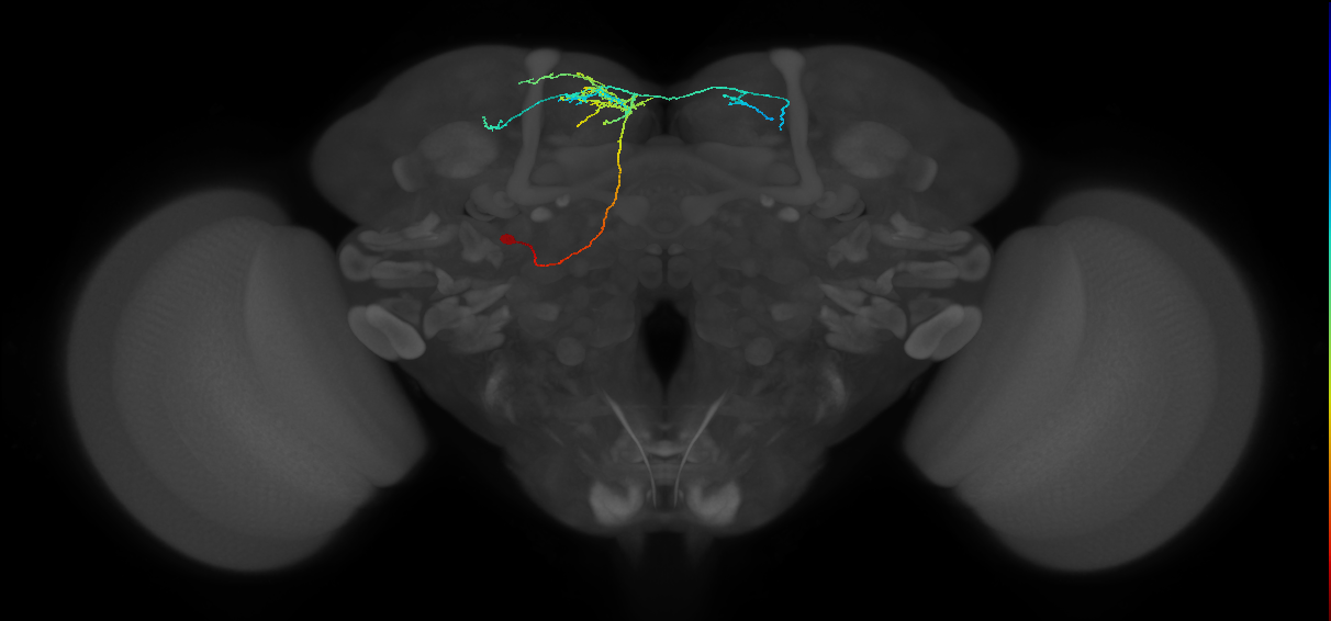 DPLc5 lineage neuron