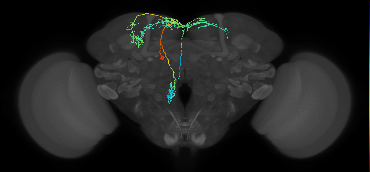 adult doublesex pCd-2 neuron