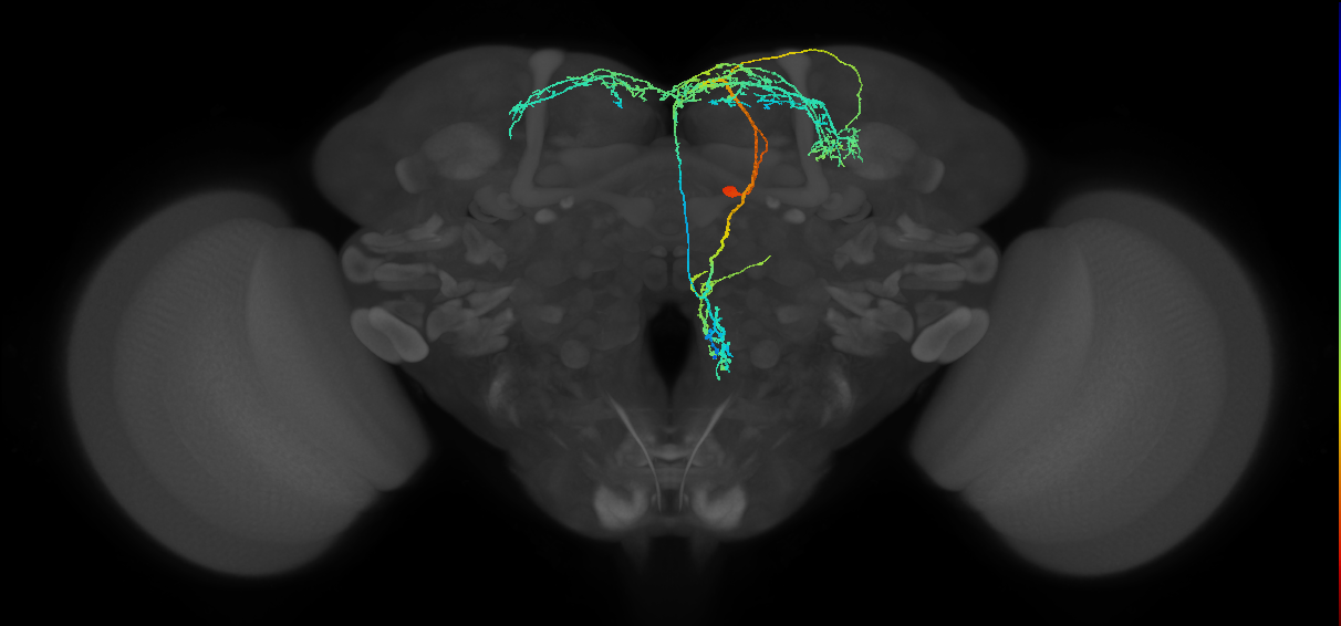 adult doublesex pCd-2 neuron