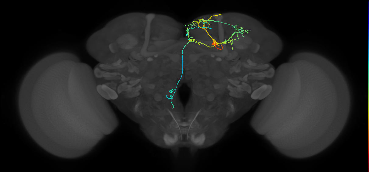 adult doublesex pCd-1 neuron