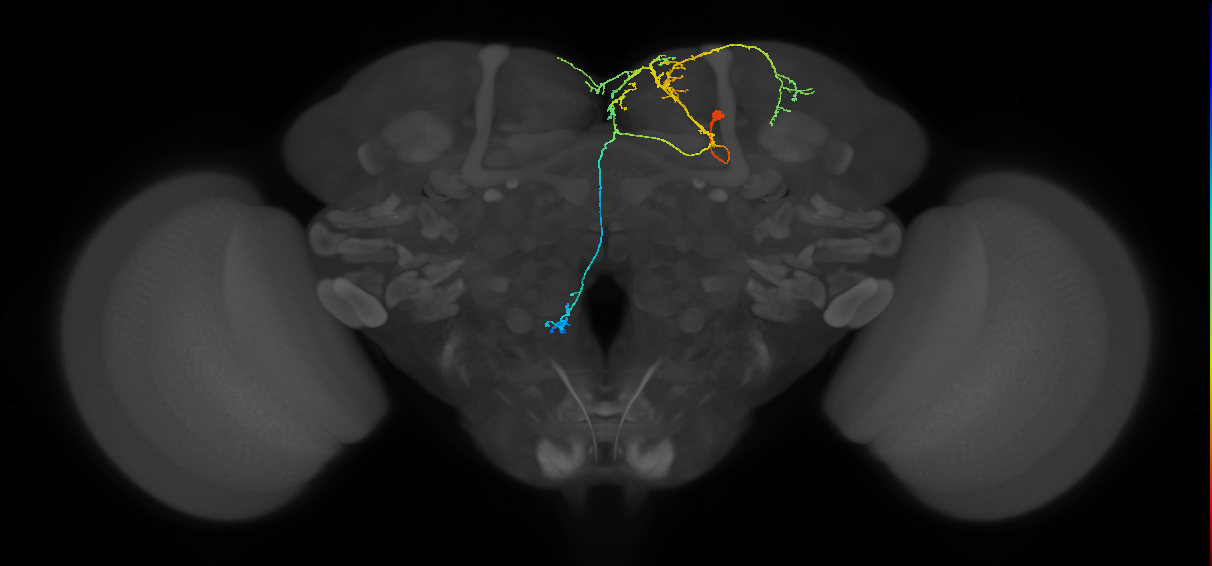 adult doublesex pCd-1 neuron